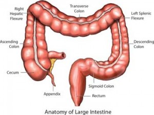 What Is The Colon? 